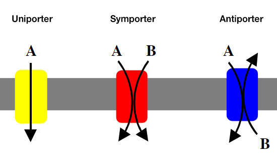Symporter Antiporter Uniporter A B