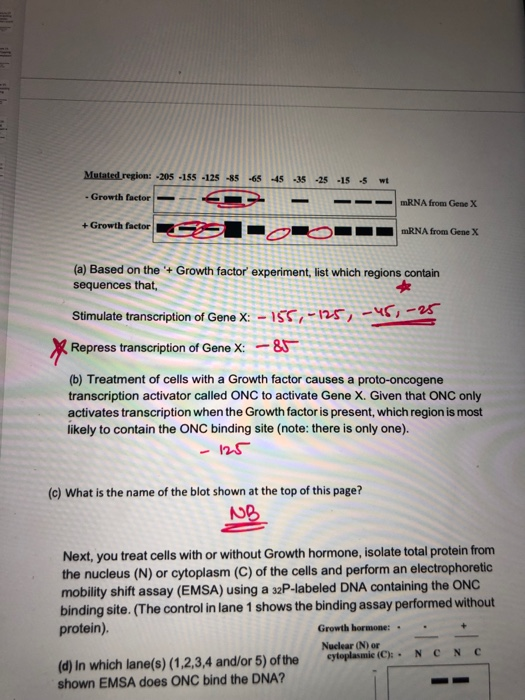 Mutated region: -205 -155 -125 -85 -65 -35 -25 -15 -45 wt - Growth factor mRNA from Gene X +Growth factor mRNA from Gene X (a