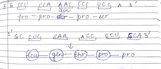 CCA AAC c cc A asn £G CCU pro pro-th pro Ser GC CU A CC CAA leu thr) pro pro