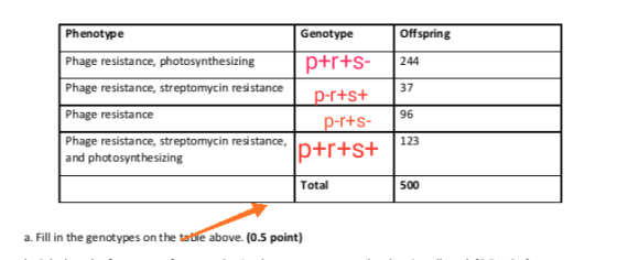 Phenotype Genotype Offspring p+r+s- Phage resistance, photosynthesizing 244 Phage resistance, streptomycin resi stance 37 p-r