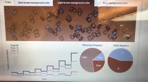 Trials: Dark brown background color Light brown background color Gray background color Phenotype frequency Allele frequency T