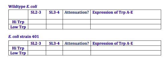 Wildtype E. coli SL2-3SL3-4Attenuation? Expression of Trp A-E Hi Trp Low Trp E.coli strain 401 SL2-3SL3-4 Attenuation? Expres