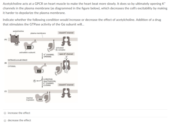 Acetylcholine acts at a GPCR on heart muscle to make the heart beat more slowly. It does so by ultimately opening K channels