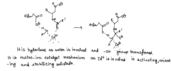Zn tis hykrolase a waten is imvolved and -o b meta-ien catuliyet mechamisd ia invlre in activating,onient tt i matod catalyst
