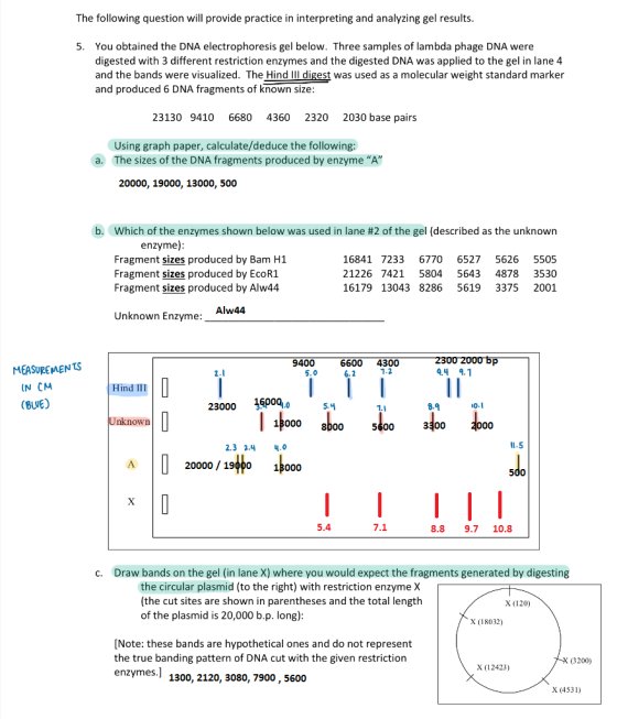 The following question will provide practice in interpreting and analyzing gel results You obtained the DNA electrophoresis g