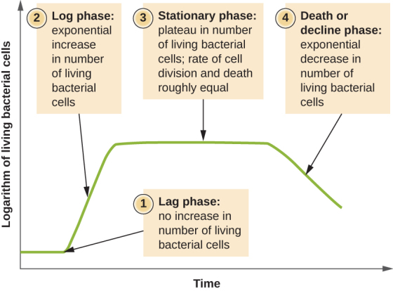 2 Log phase: 3 Stationary phase: 4 Death or exponential increase in number of living bacterial cells plateau in number of liv