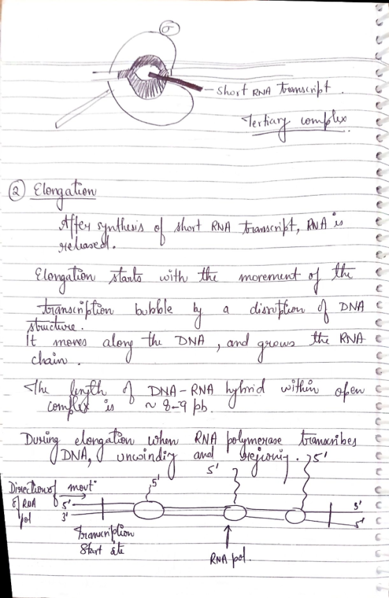Elerga ten . fey S nhuA el ahod RNA右aas따t, AA μ ansin RNA C DNA RNA Uu eMaAe nooin mev s c