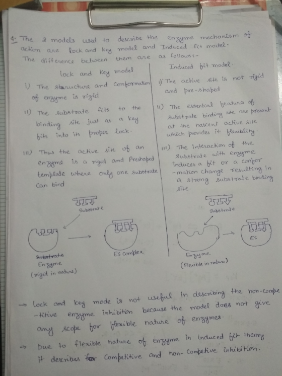 4-The a models used to describe the enzyme mechanis m ane lock and kes model and Induced ftt model diffenence betuwean them o
