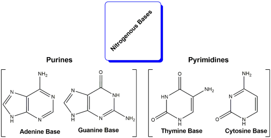 Purines Pyrimidines NH2 NH2 NH2 NH HN NH2 Guanine Base Thymine Base Cytosine Base Adenine Base