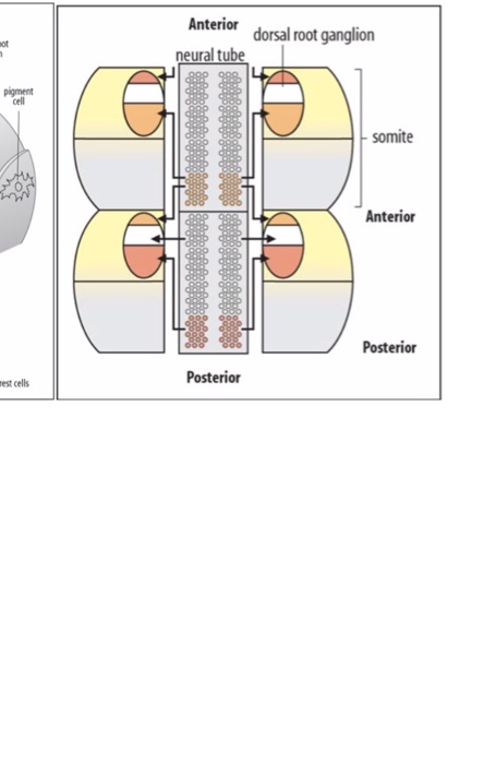 Anterior dorsal root ganglion neural tube ot pigment cell somite 籌璇 Anterior 蓦鬟 Posterior Posterior est cells