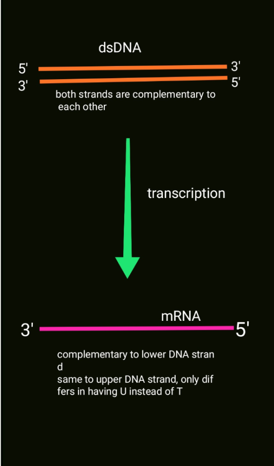 dsDNA 5 5 3 both strands are complementary to each other transcription MRNA 5 3 complementary to lower DNA stran d same t