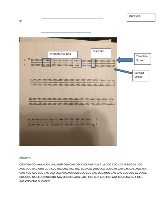 Start Site 5 Start Site Promoter Region Template Strand Cording Strand AACAAGGAATATCGTTGATGTCACTGTATCGCCGTCTAGTTCTGCTGTCTTGTC