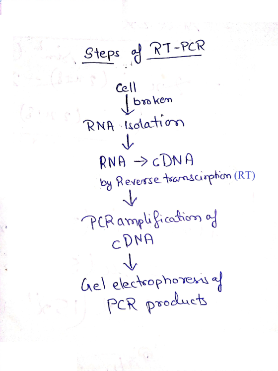 Steps of RT-PCR Cell kem RNA olation RNA CDNA by Reverse trarnscirphon (RT) PCRampligicdiorn d c DNA Gel electrophoreis af PC