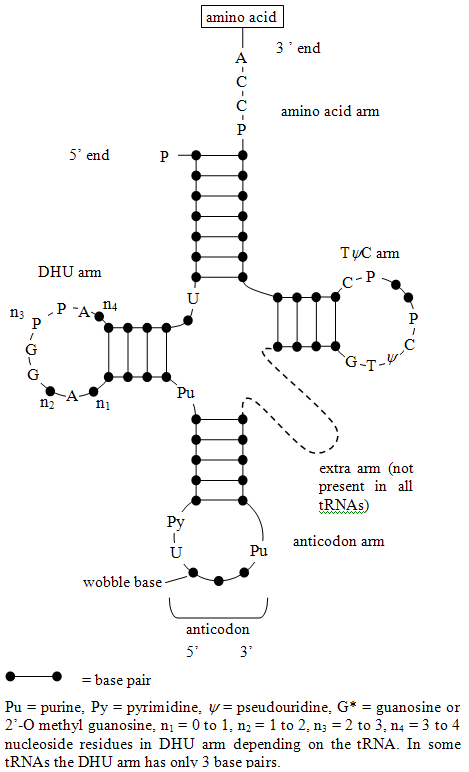 amino acid amino acid arm 5 end TuC arm DHU am P A n2 extra arm (not present in all tRNAs anticodon arm wobble base anticodon
