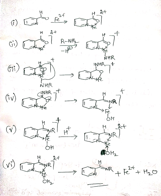 2f Fe -f R-NH - NHR NHRt NHR NHR (iv) NR M 2f (v) >NR Fe H2O