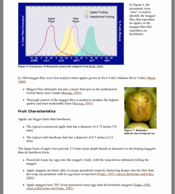 In Figure 6, the taxonomic term race is used to identify the maggot flies that reproduce on apples or the maggot flies that