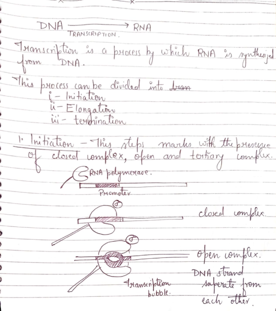 DN RNA TRANSCRIPTION .Hanlon .a b.HD(ers yew This bxctes can be did vu longat Ihitiaien-1 RNA eM bubble la