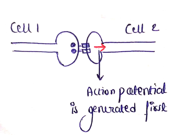 Cell l Cell e 0o Acion p atenticl Ction