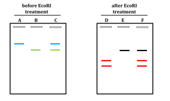 before EcoRI after EcoRI treatment treatment