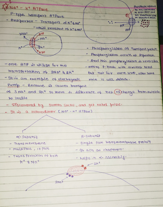 PhosPhareredeose e com yerio o ATP-ADP onde PhcsPhate bindi Jo hamsport Prokin - kt ATPare P-tipe hamsport ATPane Amhporter T