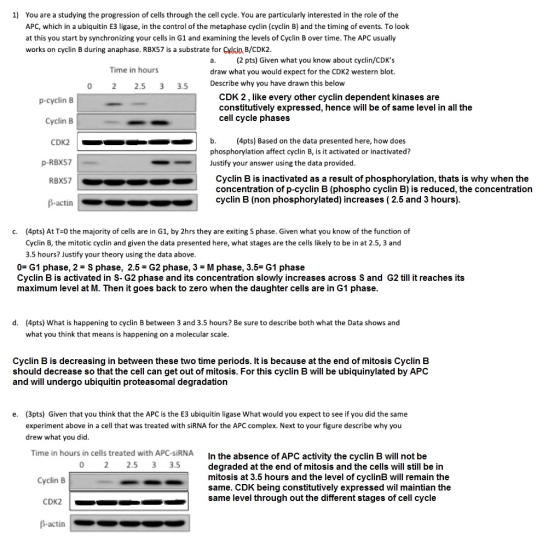 1) You are a studying the progression of cells through the cell cycle. You are particularly interested in the role of the APC