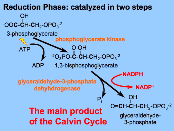 Reduction Phase: catalyzed in two steps он OOC-CH-CH2-OPO32 3-phosphoglycerate phosphoglycerate kinase о он ATP 203PO-C-CH-CH