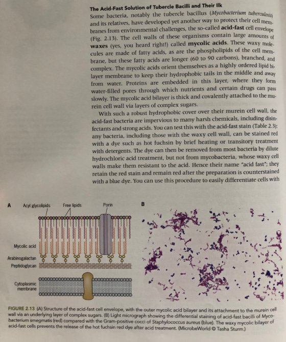 The Acid-Fast Solution of Tubercle Bacilli and Their lIk Some bacteria, notably the tubercle bacillus (Mycobacterium tu nd it