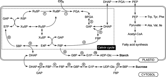CO2 DHAPPGAPEP Ru5PRuBP PGA BPGA PEP → Trp, Tyr, Phe GAP R5P S7P GAP + DHAP Pyruvate Ala, Val, lle Acetyl-CoA Xu5P GAP FBP SB