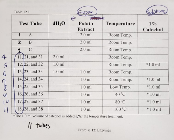 abstrate Table 12.1 dH2O Test Tube Potato Temperature 1% Extract Catechol Room Temp 2.0 ml 2.0 ml Room Temp. B Room Temp 2.0