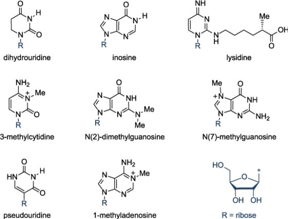 NH Me он ysidine dihydrouridine inosine NH2 Me O NH NH N NH2 Me 3-methylcytidine N(2)-dimethylguanosine N(7)-methylguanosine