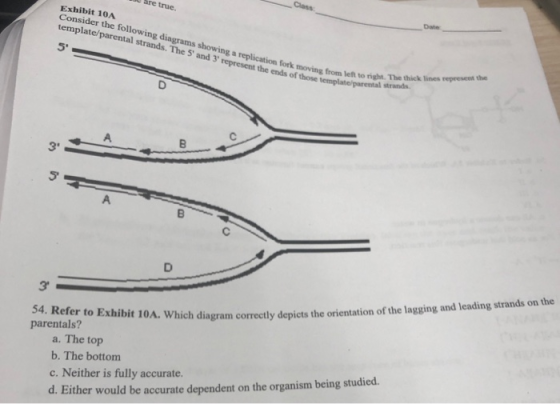 are true Exhibit 10A the following diagrams showing a replication fork moving from let template/parental strands. The 5 and 3