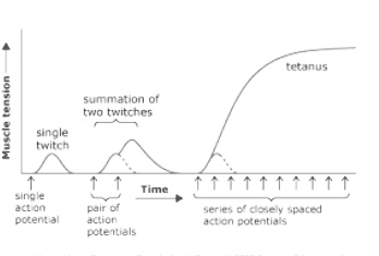 tetanus summation of two twitches single twitch Time single pair of action series of closely spaced action potentials action