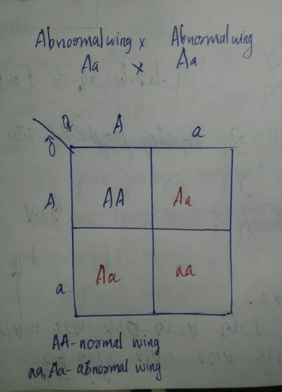 Aa Aa Au Aa a, Aa animal wing