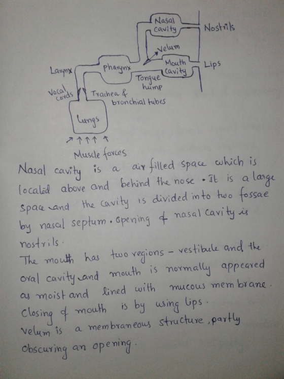 Nasal cavity Nostils Nelum Pharymx Laypx Mouth Lips Cavity Tongue himp Vocal Coyds Trachea & b1onchial tubes Langs Muscle fo