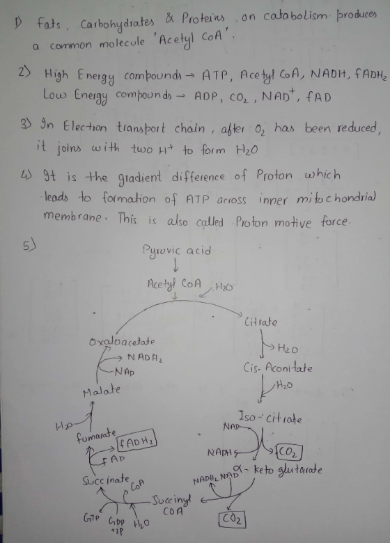 p fats, Carbohydrates a Protein, on cato bolism Iroduces , La a common molecule Acetyl CoA High ny compound,> ATP, Acetyl Co