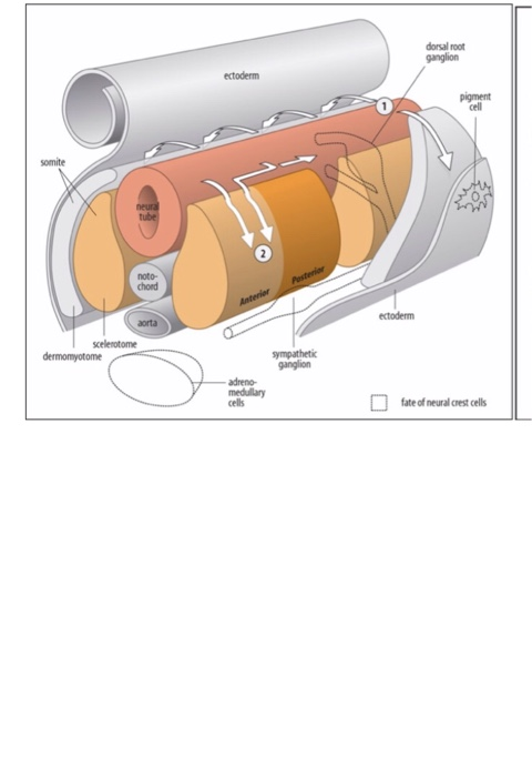 dorsal root ganglion ectoderm cell noto- choed ectoderm aorta sympathetic adreno- fate of neural crest cells cells