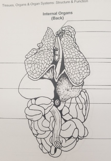 Tissues, Organs & Organ Systems: Structure & Function Internal Organs (Back)