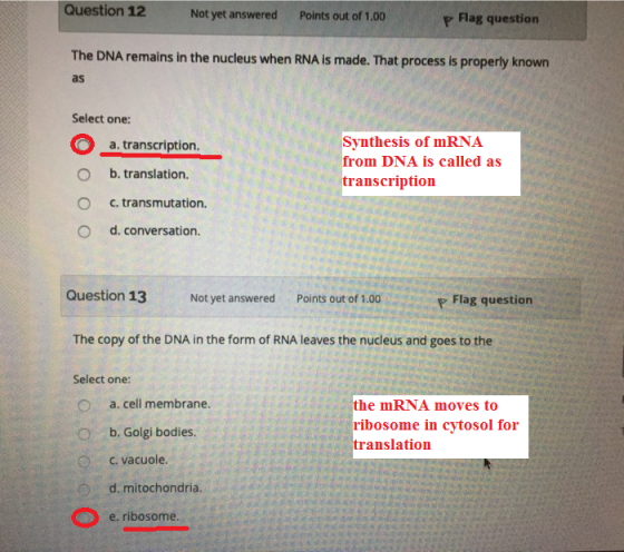 Question 12 Not yet answered Points out of 1.00 Flag question The DNA remains in the nucleus when RNA is made. That process i