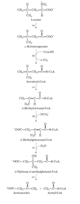 H, CH-C-CH- H, Leucine CH-C-CH На α-Ketoisocap roate CoA-SH b) CO, CHs Isovaleryl-CoA B-Methylcrotonyl-CoA HCO O0C-CH B-Methy