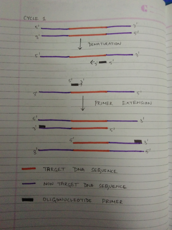 - L CYCLE 1 3 ENA TURATI DN 51 PRIMER EXTESIDN 5 -TARGET DNA SEQUENCE SEUENCE NON TARGET-DNA SERVENCE OLI GONUCLEDTIDE PRIMER