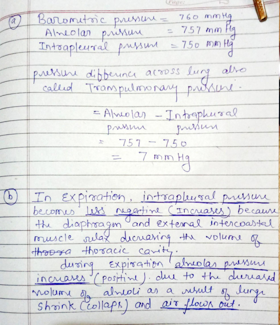Callud Tran,pulmonar p te diaphsagn and extemal iotencoarte inc caMe JC Posrt.nl丿. cInt to the clunca-d YVolurry δ.alwoli an