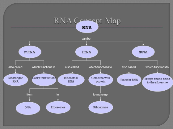 RNA C pt Map RNA can be tRNA mRNA rRNA also called which functions to also called which functions to also called which functi