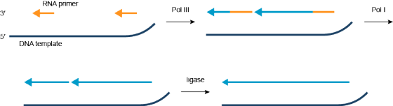 RNA primer Pol Pol lII 3 5 DNA template igase