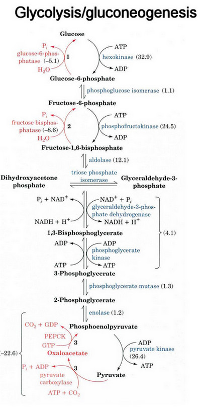 Glycolysis/gluconeogenesis Glucose ATP glucose-6-phos- phatase (-5.1) hexokinase (32.9) H20 ADP Glucose-6 phosphate phosphogl