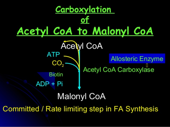 Carboxylation of Acetyl CoA to Malonyl CoA Acetyl CoA ATP Allosteric Enzyme CO 2 Biotin ADP + Pi Acetyl CoA Carboxylase Malon