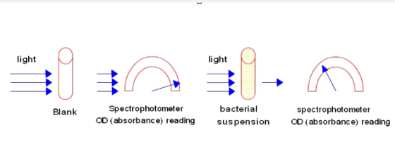 bacterial%20gro%281%29.png