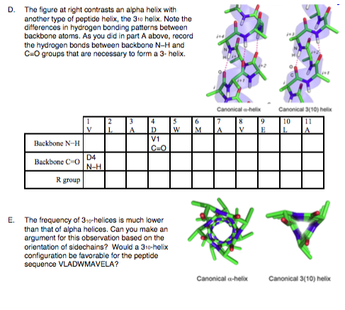 D. The figure at right contrasts an alpha helix with another type of peptide helix, the 310 helix. Note the differences in hy
