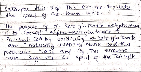deis slep This enzyme togulatae Catals he 9peado due Krebs cycle The puapoke of o-keto gutarate dehydrogenese to Conuestalpha
