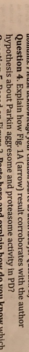 Question 4. Explain how Fig. 1A (arrow) result corroborates with the author hypothesis about Parkin aggresome and proteasome