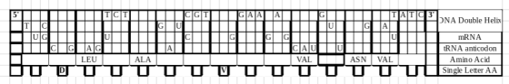 TATC 3 clG GA 5 ONA Double Helix U T G A UG G G CAU U mRNA A tRNA anticodon A G U C ASN VAL I TU LEU ALA VAL Amino Acid UUUO
